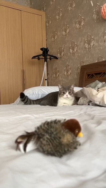 Small thing, big excitement 😹Drop it once and your cat takes over.Endless play made easy.👉 Grab yours now on our website 🐾✨