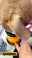 🐕 Thirsty dog on the go?One squeeze = instant waterNo spills. Foldable. Travel-ready.👉 Shop now & stay worry-free! 🛒