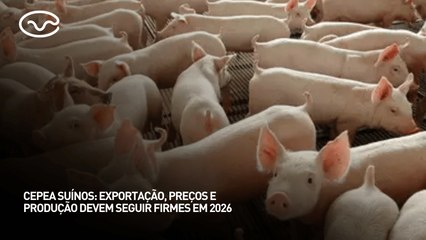 Cepea suínos: exportação, preços e produção devem seguir firmes em 2026