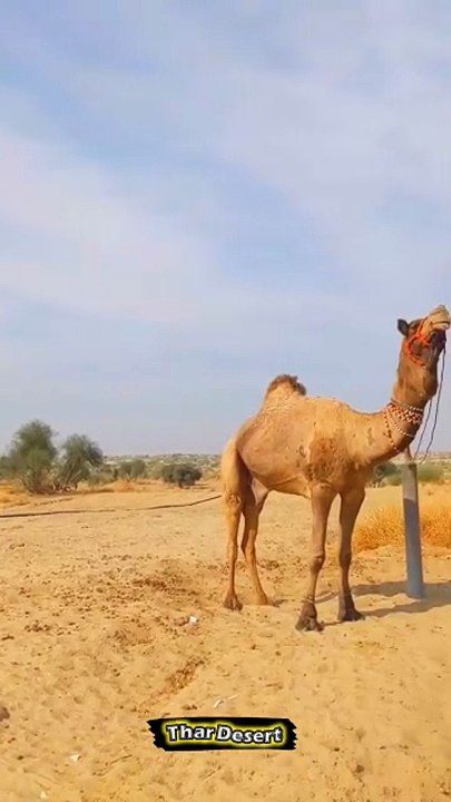 Tharparkar ki Khubsurt Life✨ - Desertlife