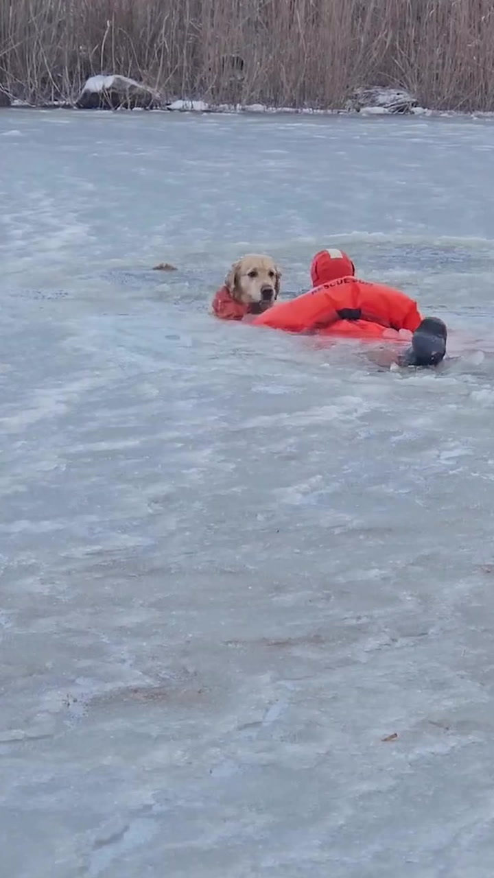 Dog rescued after falling through icy Rhode Island pond