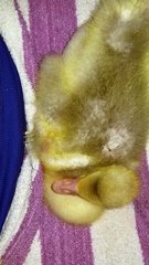 Baby goose on the lap? Baby goose on the lap. | #SparklegleamFarm #Lemongrab #farm #goose #farmanimals #soft #cute