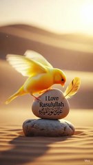 Love Rasul Allah ﷺ | Beautiful Islamic Reminder Video | Delhi 🌿🕊️ (Alternate Title) Delhi Special Islamic Reminder | I Love Rasul Allah ﷺ | Peaceful Bird Video