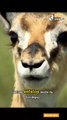 Antelop itu berlari sekuat tenaga, berusaha lepas dari terkaman buaya yang mengintai di air. Dalam detik-detik menegangkan, ia melompat ke atas bebatuan — dan berhasil lolos dari maut!