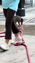 Cats vs Water 🤣🤣 _funny cat _cat videos _cute cats _cat lover