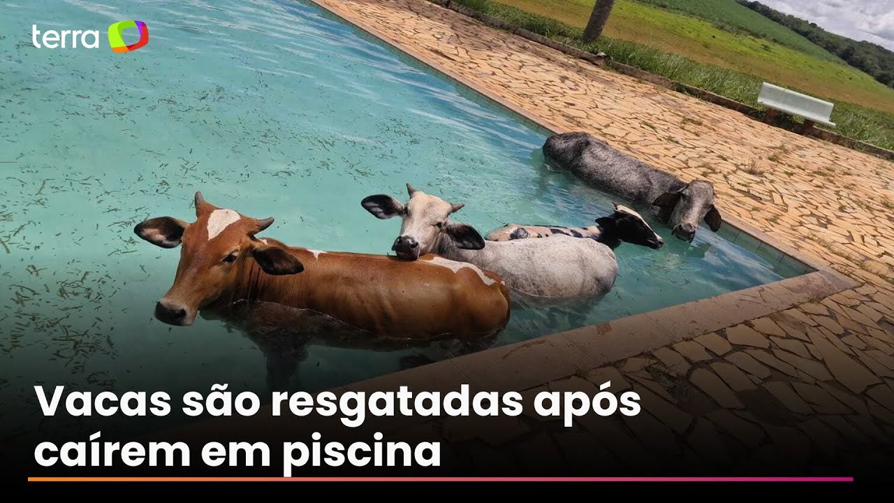 Quatro vacas caem em piscina de clube em Minas Gerais