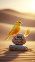 Love Rasul Allah ﷺ | Beautiful Islamic Reminder Bird Video | Delhi 🕊️(Alternate) Islamic Reminder Video | I Love Rasul Allah ﷺ | Peaceful Bird Scene