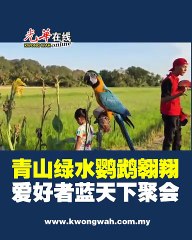 玻首办特色鸟类主题聚会 青山绿田逾百鹦鹉飞翔