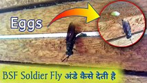 BSF Soldier Fly अंडे कैसे देती है | black soldier fly farming | black soldier fly eggs trap
