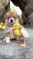 Watch heartwarming vedio of cute puppies and duckling bonding perfect for animals lover and dog of cute ness🐩🦆