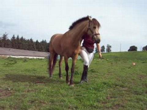 Arrivée galop+déplacement épaules+croise