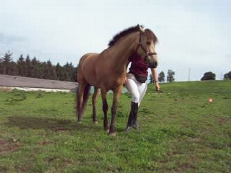 Arrivée galop+déplacement épaules+croise