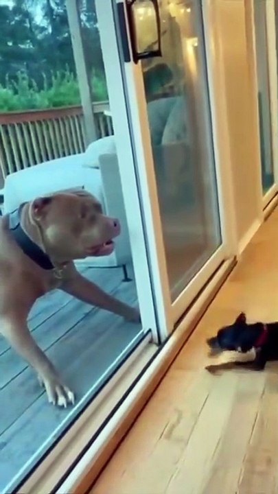 dogs
