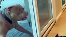 dogs