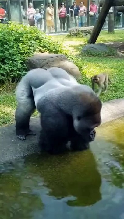Zoo Visitors Couldn’t Stop Laughing 😂 Gorilla vs Monkey