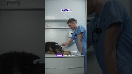 Bukele anunció plan para rescatar perros y gatos | Pulzo