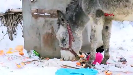 Dondurucu soğukta yüreklerimizi ısıtan kareler: Soğukta ölüme terk edilen hayvanlara sahip çıktı