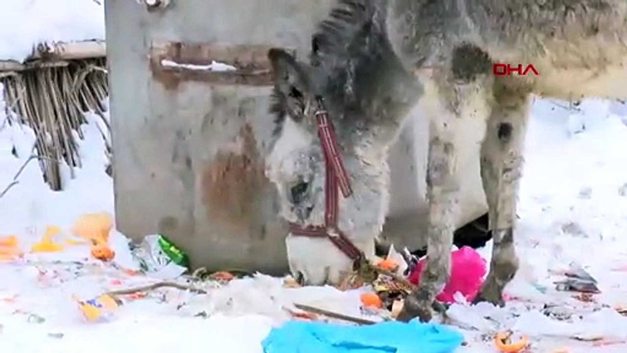 Dondurucu soğukta yüreklerimizi ısıtan kareler: Soğukta ölüme terk edilen hayvanlara sahip çıktı