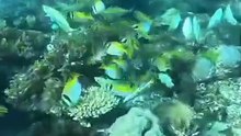 A school of fish was waiting for a fisherman