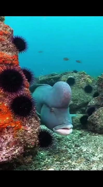 alien fish