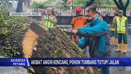 Hujan Deras dan Angin Kencang, Pohon Besar Tumbang Tutupi Jalan Raya Ciater | KOMPAS PETANG