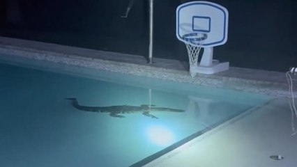 Alligatore gigante fa il bagno notturno in piscina: famiglia chiama i soccorsi
