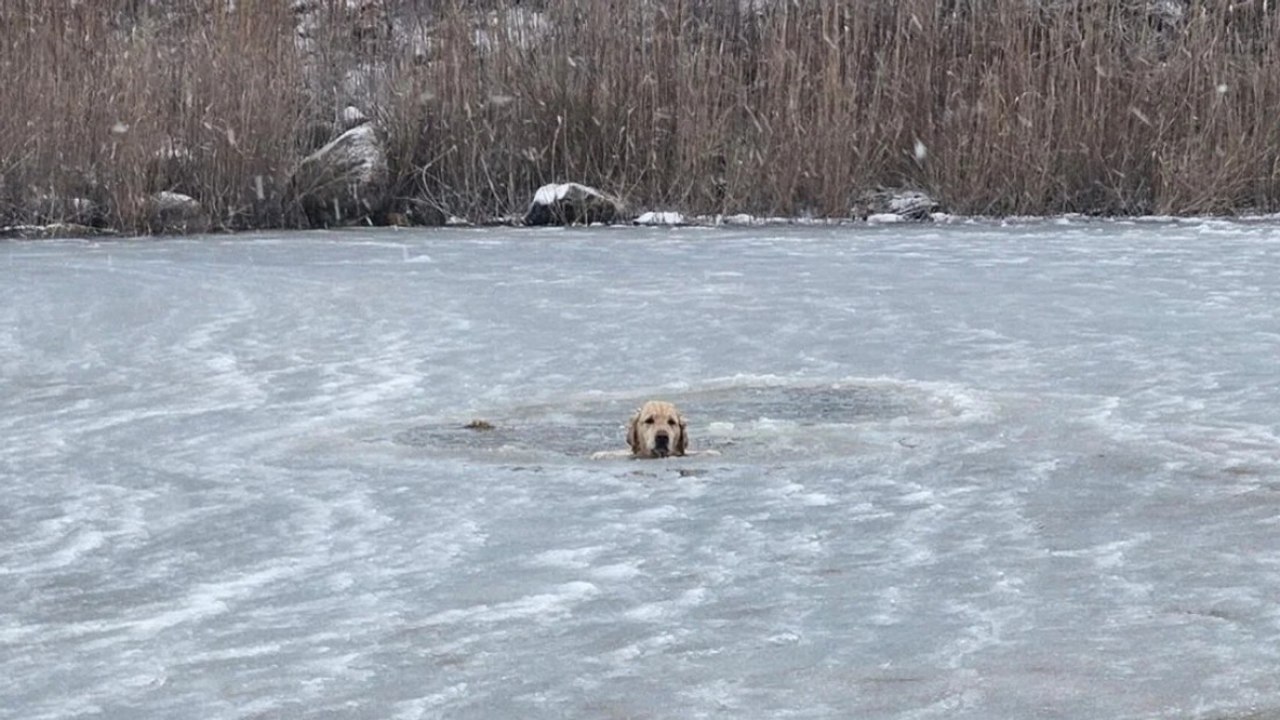 Cane intrappolato in uno stagno ghiacciato, il salvataggio commuove il web