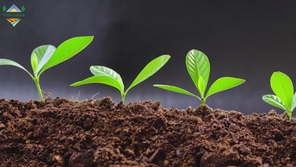 Tips for millet (bajra) better production | Bajra ki Kasht