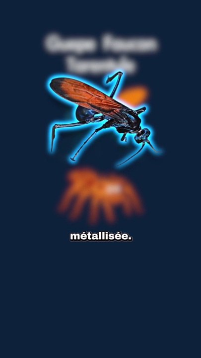 La guêpe au venin le plus douloureux ! #guepe #tarentule #insecte #animaux #nature