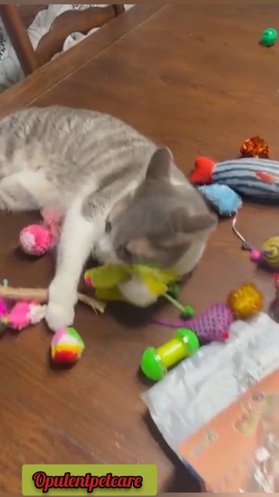 Why choose one toy when you can have 20? 🐾Smart choice for smart cat parents 🛒