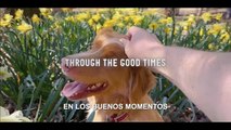 Good boy - Trailer subtitulado en español