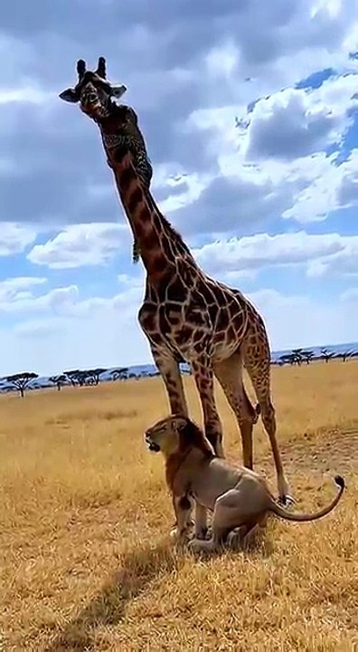 Can_the_giraffe_help_the__escape_the_lion’s_chase__🦒🐆🦁💨❓_기린이_표범을_도와_사자_추격을_피하게_할까__#rescue_#danger(360p)