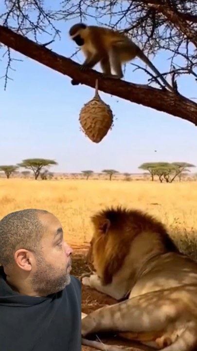 C'est dur d'être à lion 😅🤣 #humour #lion #singe #monkey