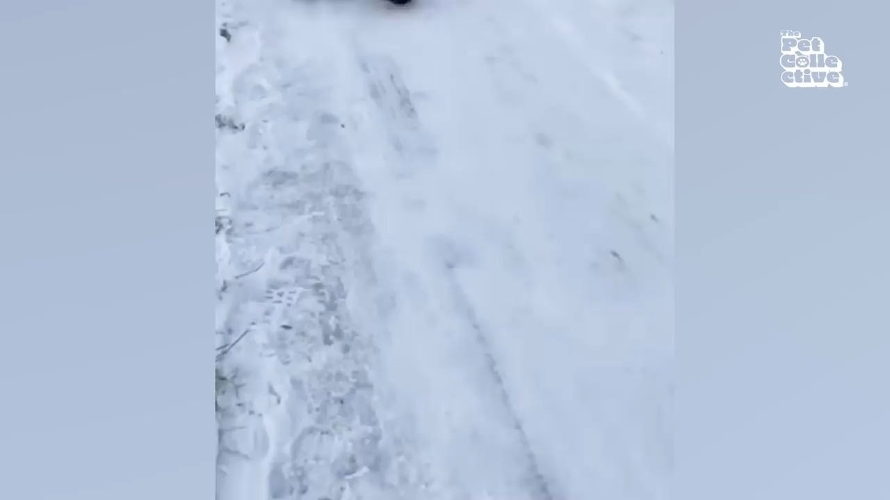 Dogs Discovering Snow 😮❄️ | FUNNIES & Cute Winter Animal Shorts