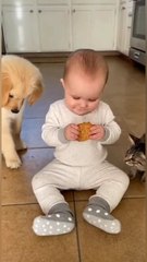 Do Dogs and Cats Really Want to Eat Biscuits? 🤔🍪