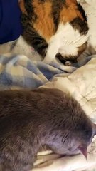 Cory had an entire bed at his disposal but still chose to sleep smooshed against the wall smh | #SparklegleamFarm #Cory #homestead #cat #catlovers #cute