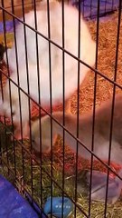 Getting started in the morning with Tooey and Lemongrab. | #SparklegleamFarm #Lemongrab #Tooey #farm #geese #farmanimals #soft #cute