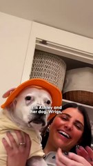Inside The NYC Apartment Designed For A Senior Pittie _ Dodo Digs