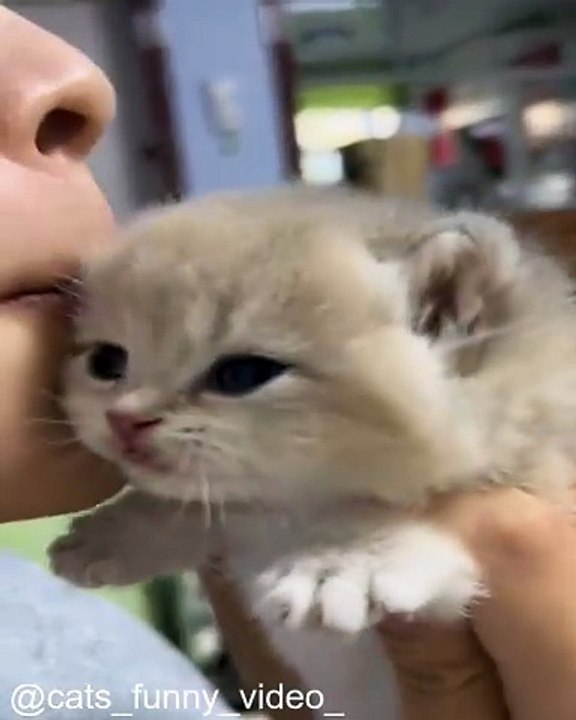 Vos Chats Vont Adorer Ces Vidéos_1754234589