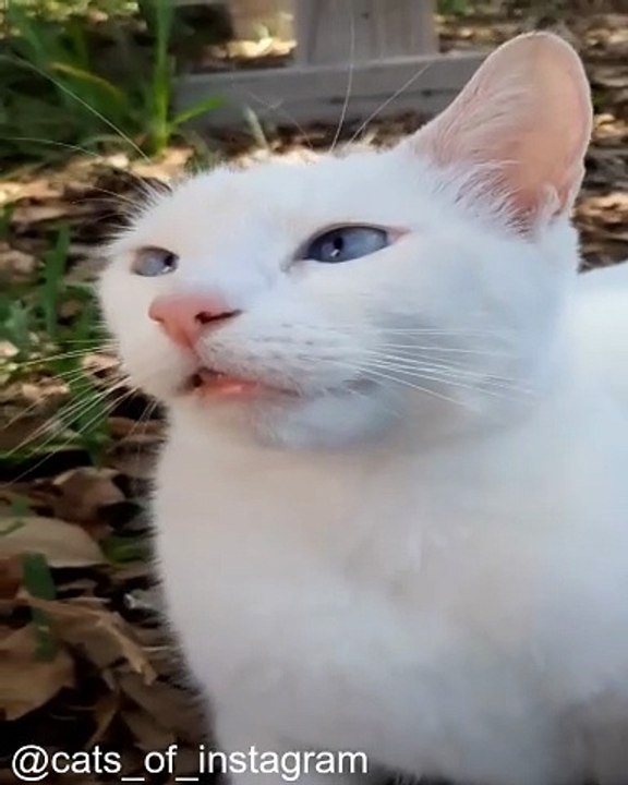 Vous ne croirez pas ce que ces chats ont fait