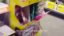 He Found A Little Stray Dog Inside Dollar General _ The Dodo