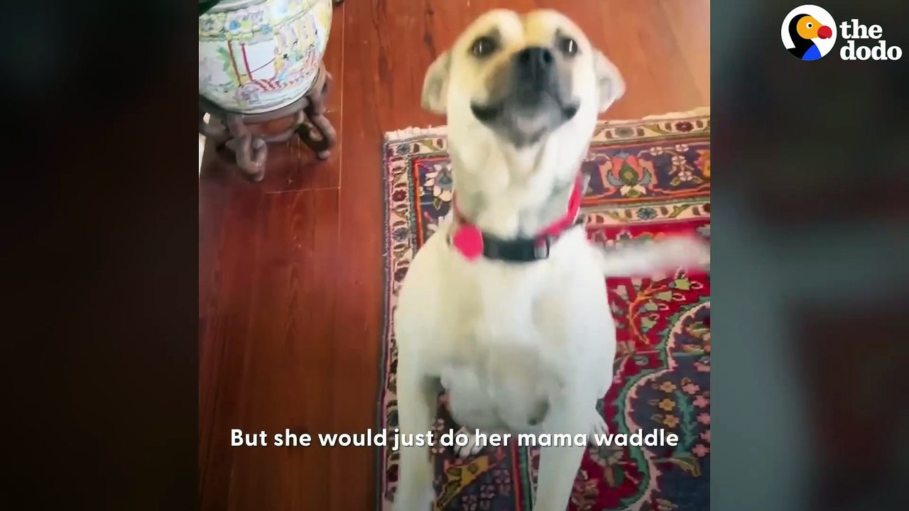 Pregnant Dog Jumps Into Car In Dollar General Parking Lot _ The Dodo