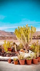 Youtube Video: https://youtube.com/shorts/sAAtVAvqI9E?feature=share