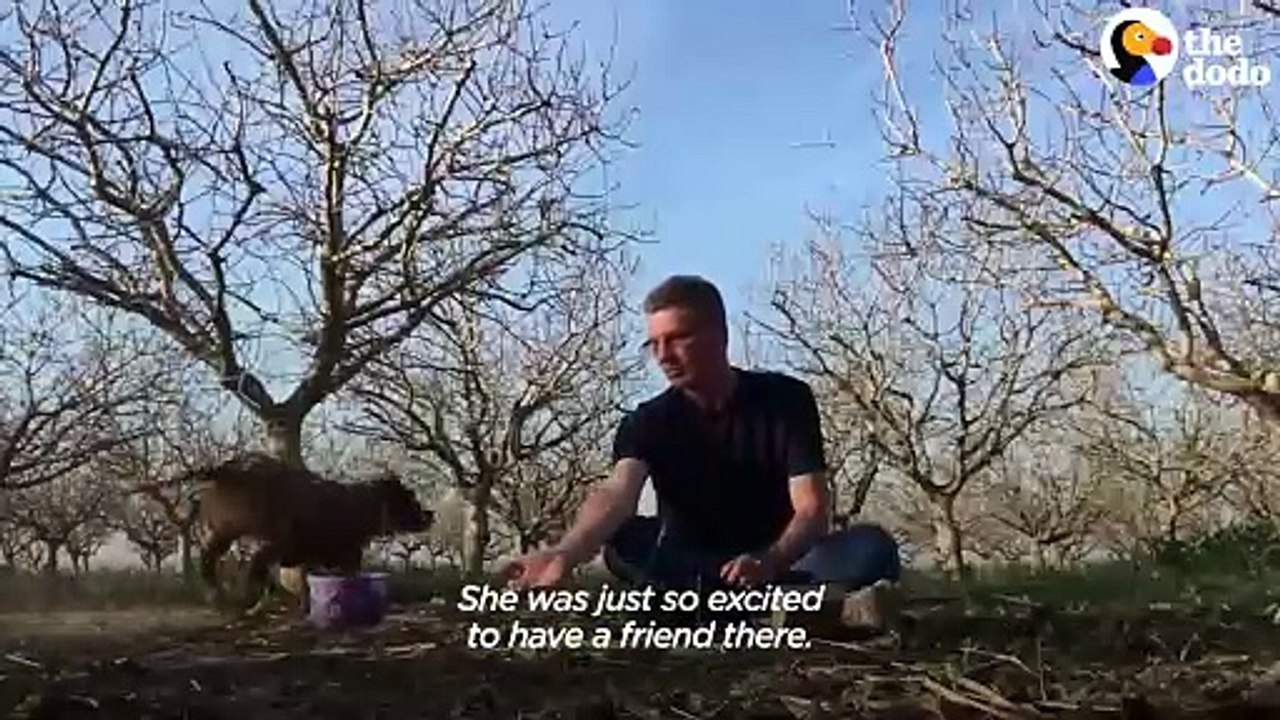 Radio DJ Drives An Hour Every Day For Months To Gain This Wild Pittie s Trust _ The Dodo Heroes