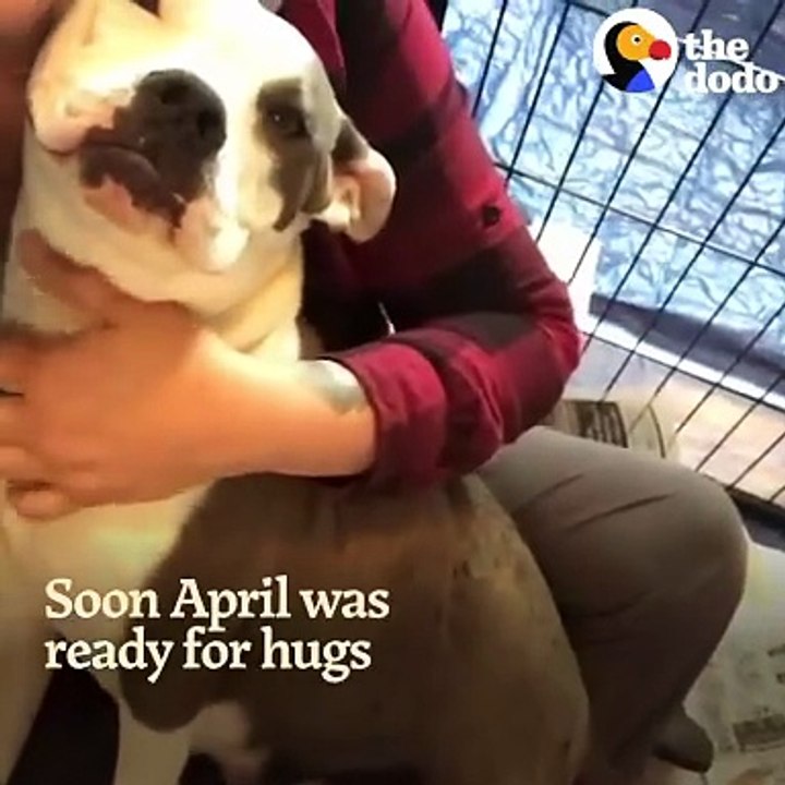 Mama Pit Bull Rescued by Family Who Drives Across The Country To Adopt Her _ The Dodo Pittie Nation