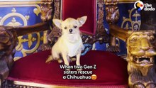 When Two Gen Z Sisters Adopt A Chihuahua... _ The Dodo