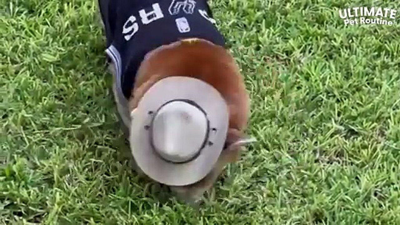 Corgi Knows When It s Time To Start Grilling And Chilling _ The Dodo