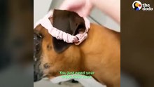 Spoiled Boxer Has A Very High-Maintenance Sleep Routine  _ The Dodo
