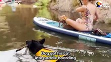 Dog And Cat Siblings Love Paddleboarding Together _ The Dodo