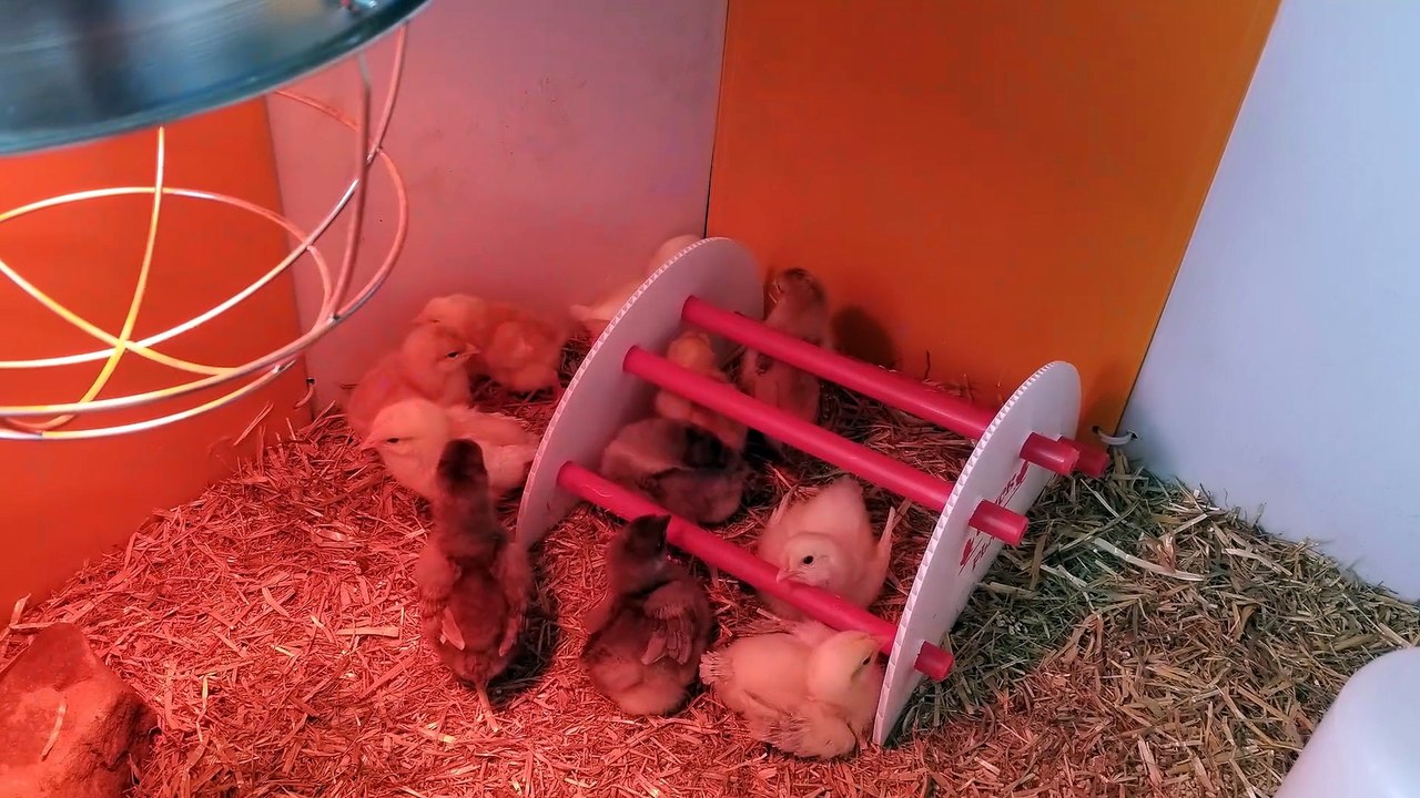 pretty sure this qualifies as taking home a box of chicken nuggets | #SparklegleamFarm #Chicken #farm #farmanimals #cute